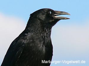 Rabenkrhe (Corvus corone)
