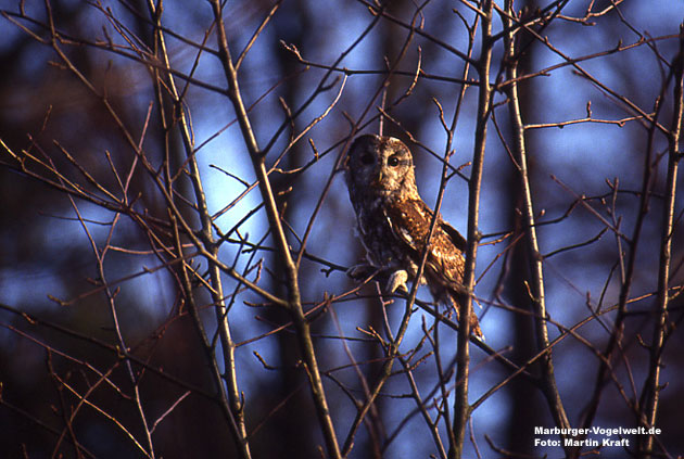 Waldkauz (Twany Owl, Strix aluco)