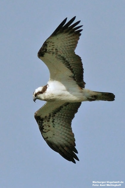 Fischadler, Osprey
