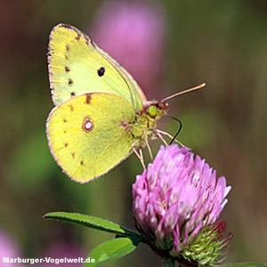 Goldene Acht - Pale Clouded Yellow - Colias hyale 