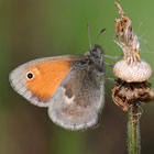 Kleiner Heufalter (Kleines Wiesenvögelchen) - Small Heath - Coenonympha pamphilus 