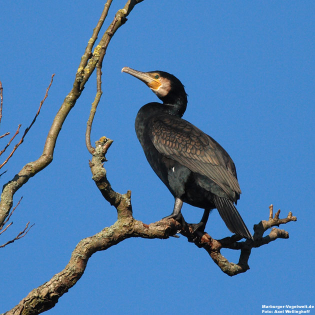 Kormoran - Cormorant - Phalacrocorax carbo