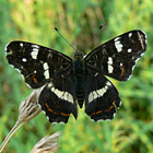 Landkärtchen - Map Butterfly - Araschnia levana