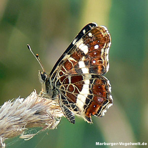 Landkärtchen - Map Butterfly - Araschnia levana