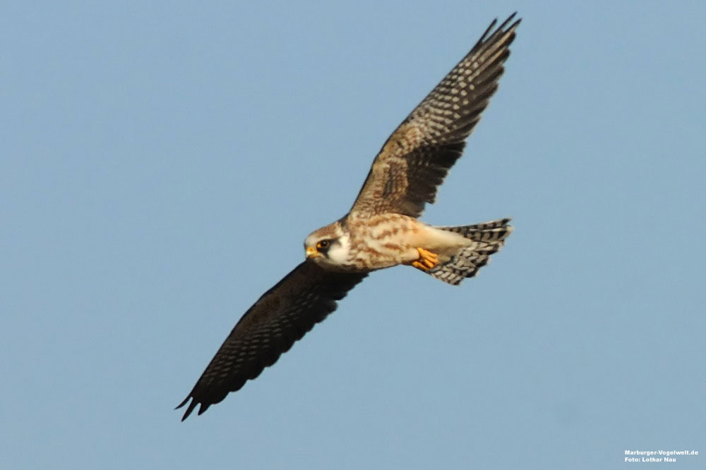 Rotfufalke, Falco vespertinus, Red-Footed Falcon