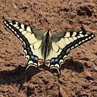 Schwalbenschwanz - Swallowtail -  Papilio machaon  