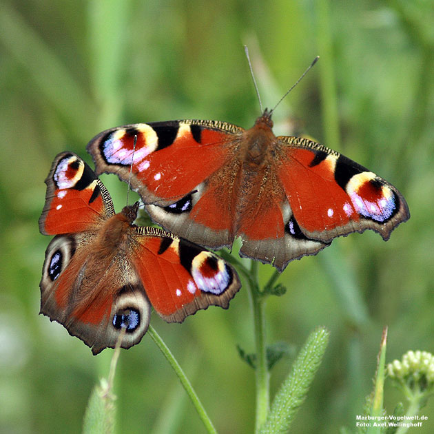 Tagpfauenauge - Peacock Butterfly -  Inachis io 