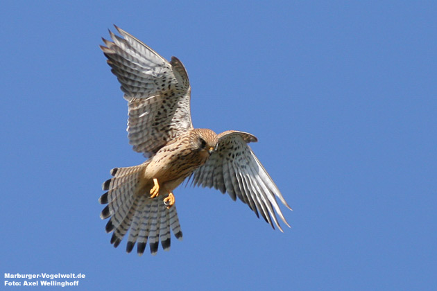 Turmfalkenweibchen (Falco tinnunculus)