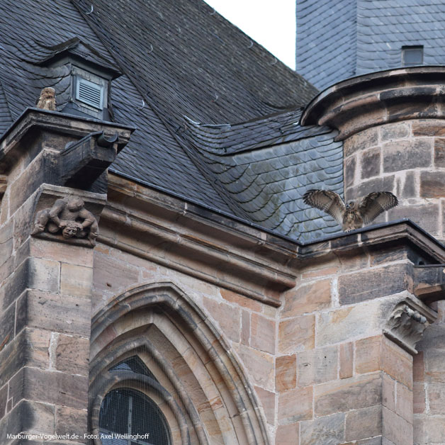 Uhus auf der Marburger Elisabethkirche - 3.7.2014