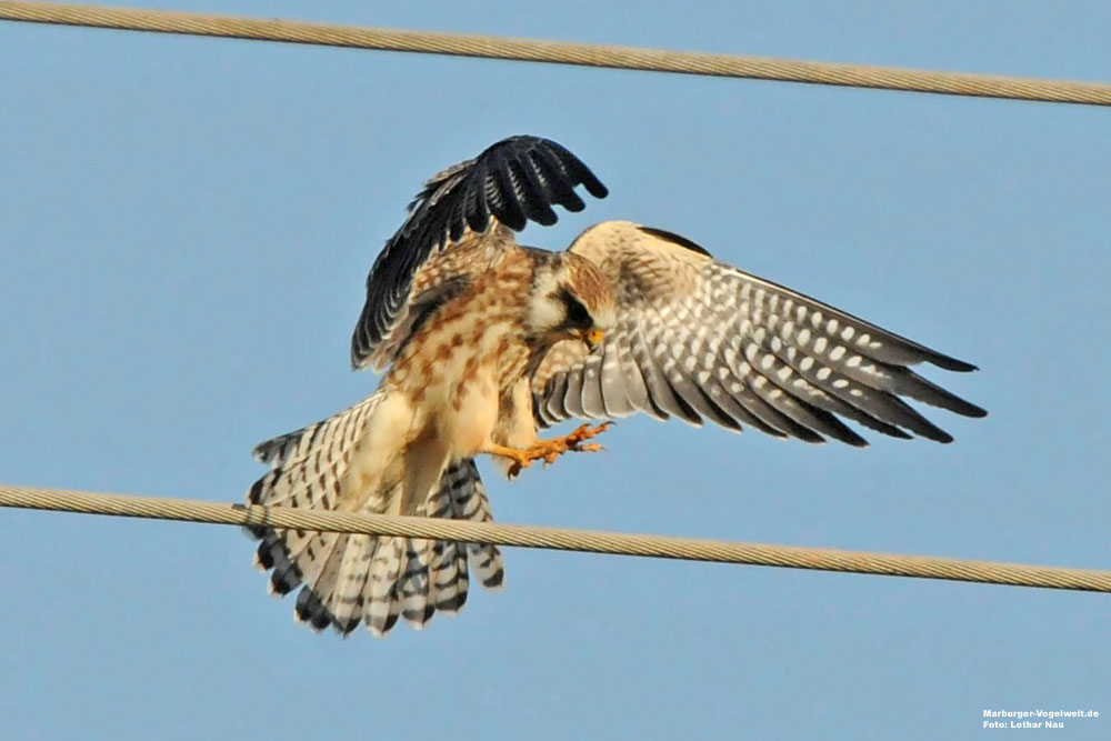 Rotfußfalke, Falco vespertinus, Red-Footed Falcon